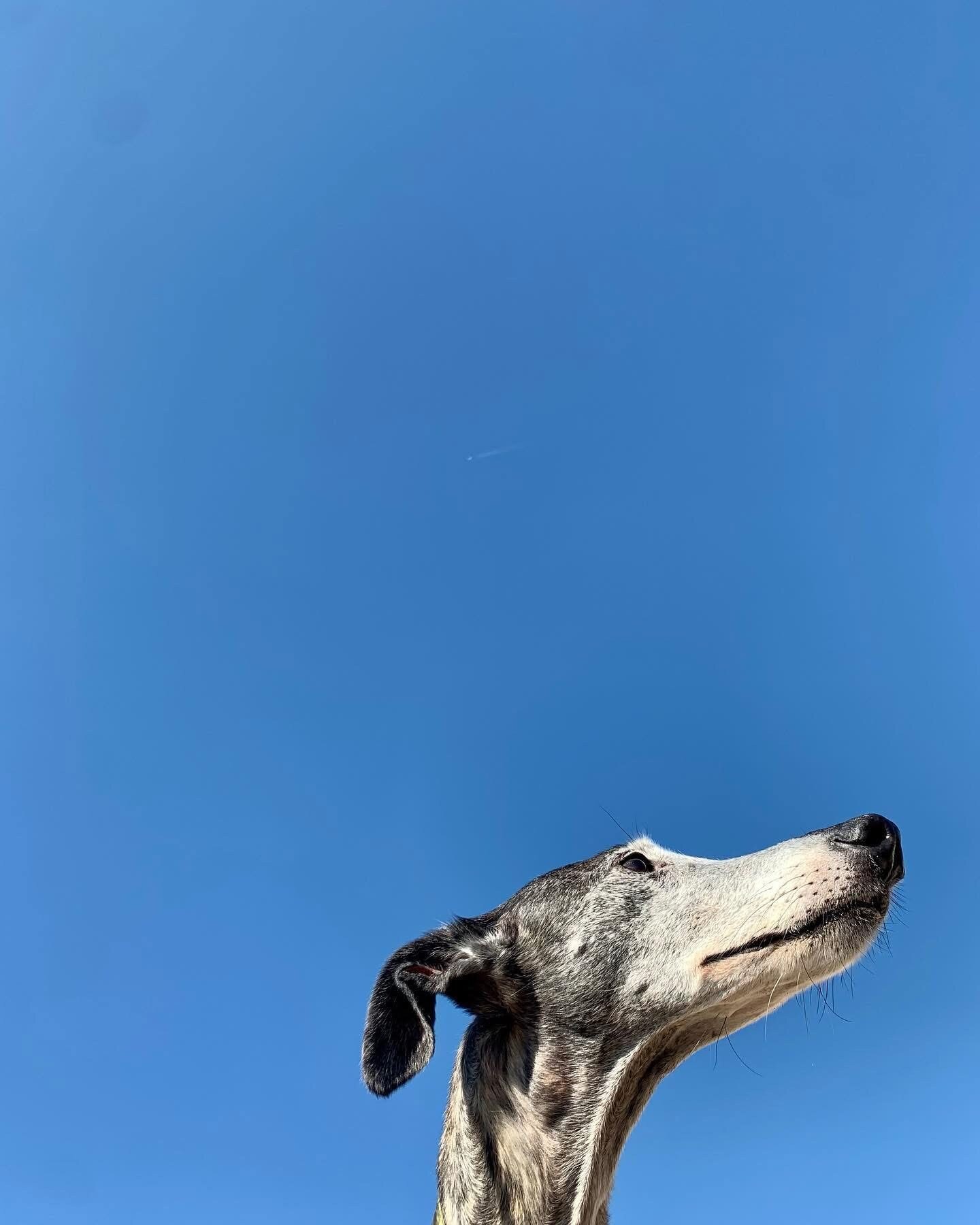 Perro mirando al cielo